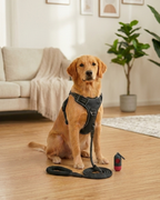 The Ultimate Comfort & Safety Set for Your Daily Walks.