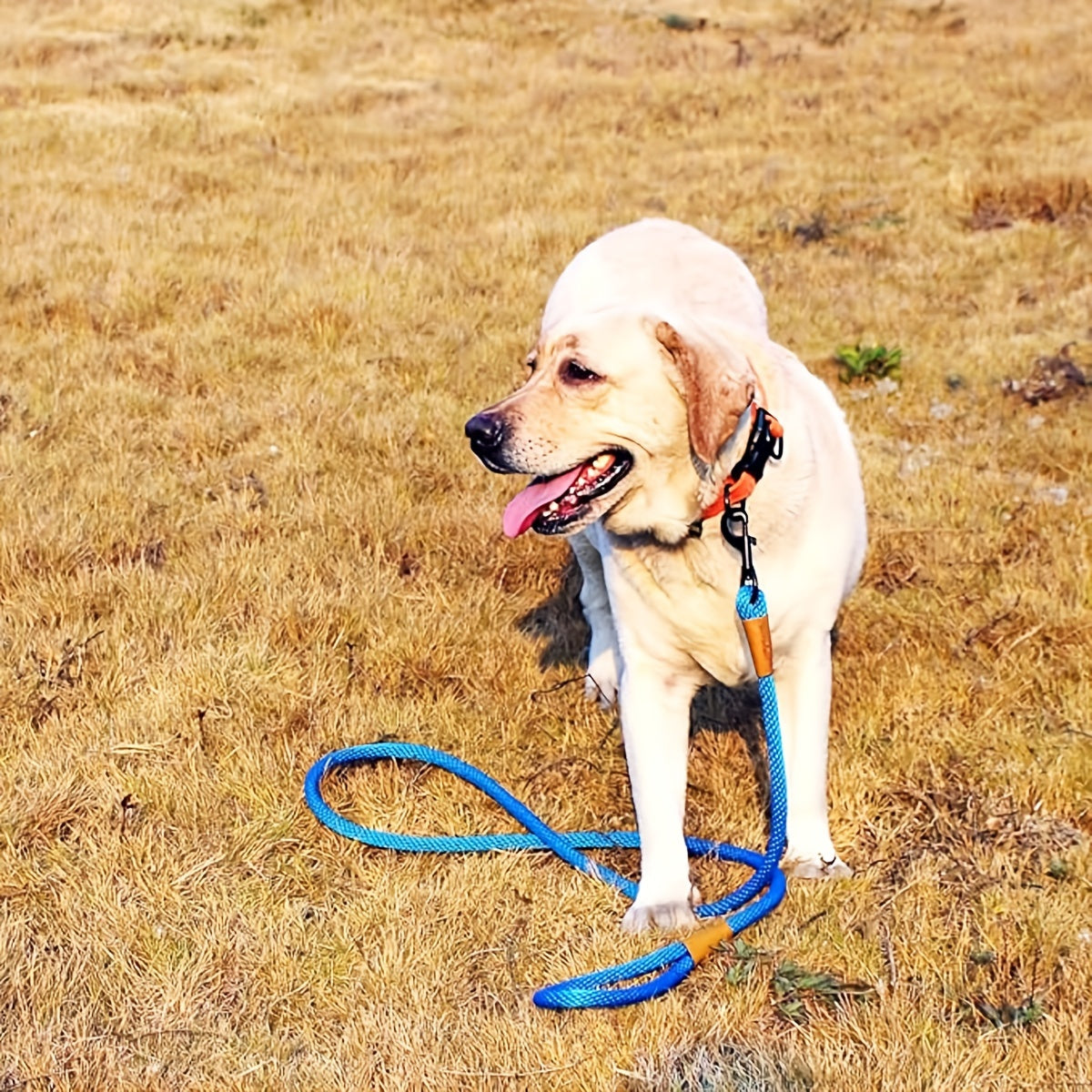 StrongHold™ – Heavy-Duty Nylon Dog Leash with Comfort Grip